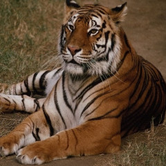 tygrys60`s avatar